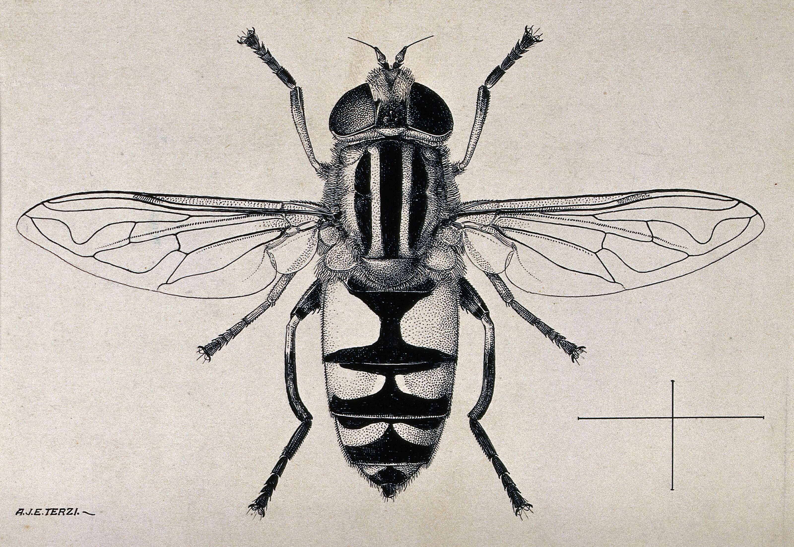 Image of Helophilus trivittatus (Fabricius 1805)