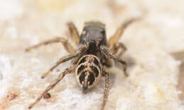 صورة Habronattus borealis (Banks 1895)