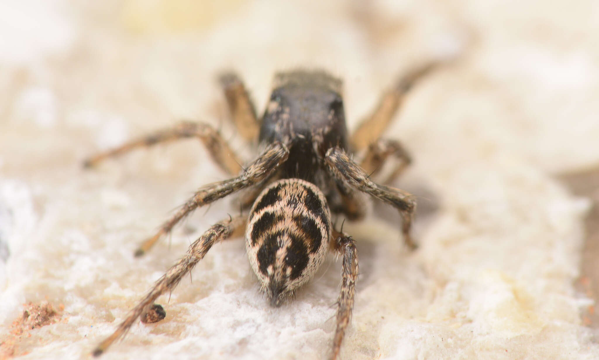 صورة Habronattus borealis (Banks 1895)