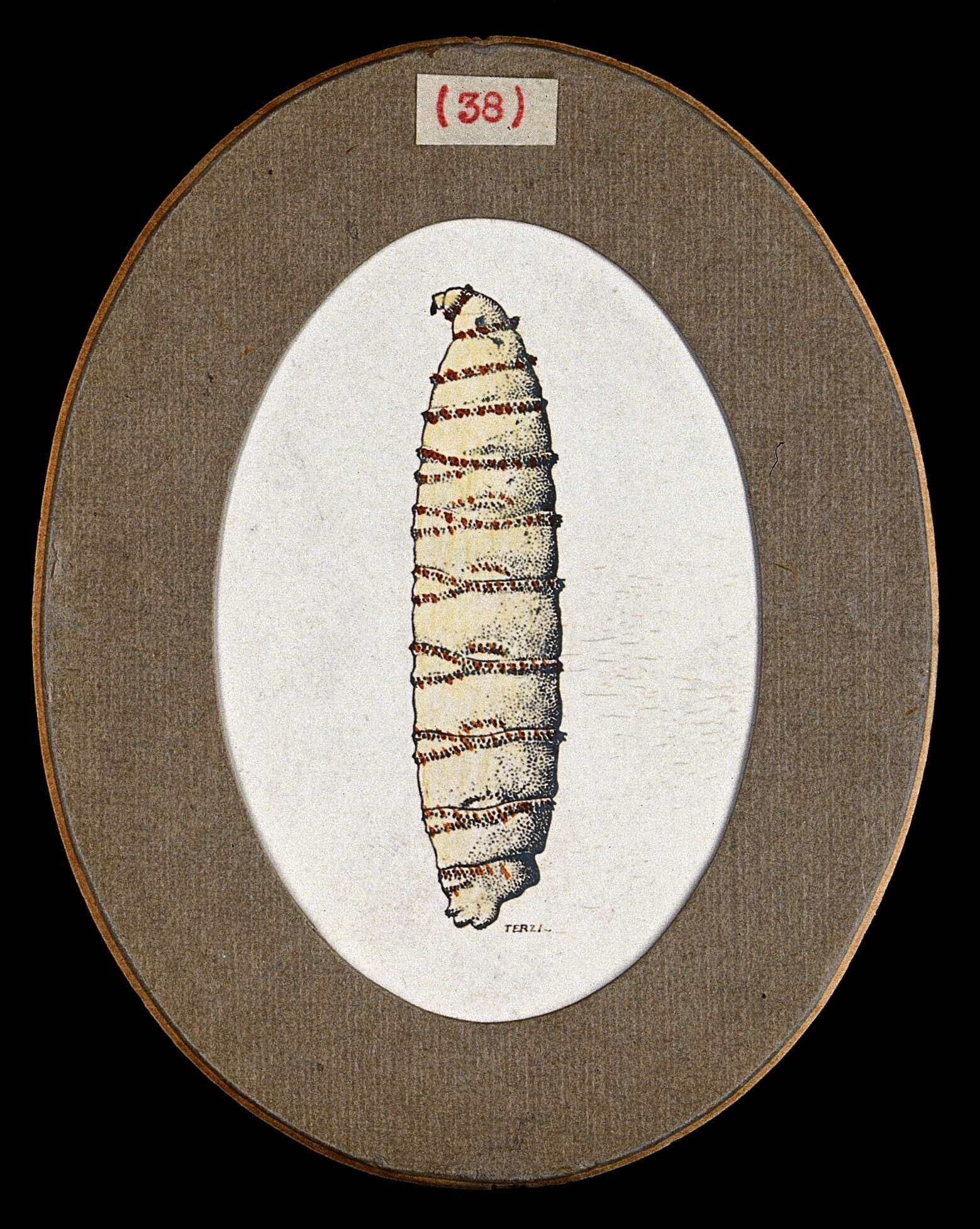 Image of Sarcophaga