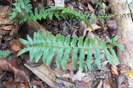 Plancia ëd Polystichum acrostichoides (Michx.) Schott