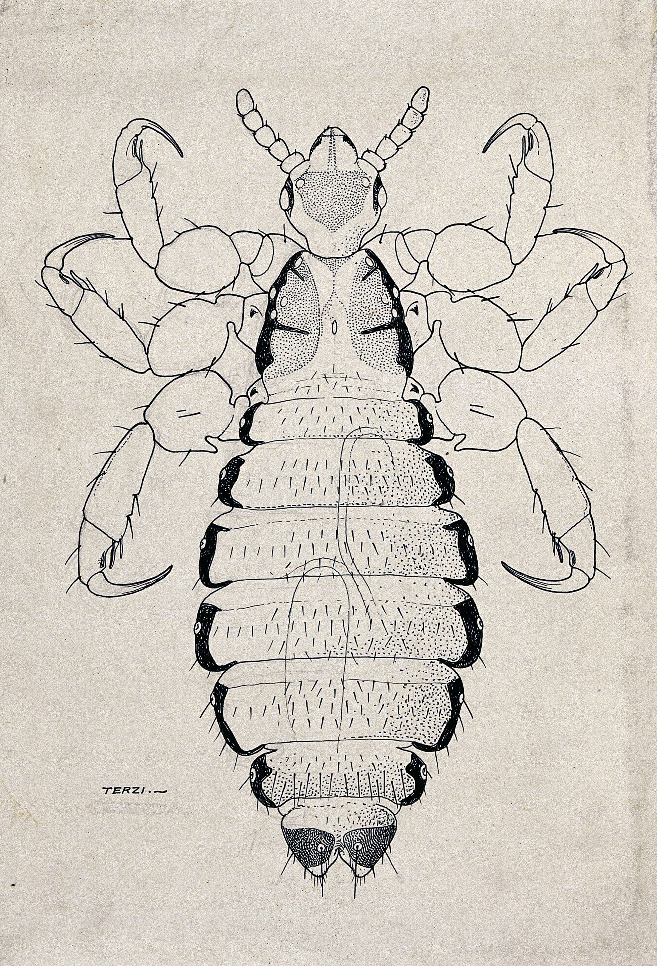 Pediculus humanus humanus Linnaeus 1758 resmi