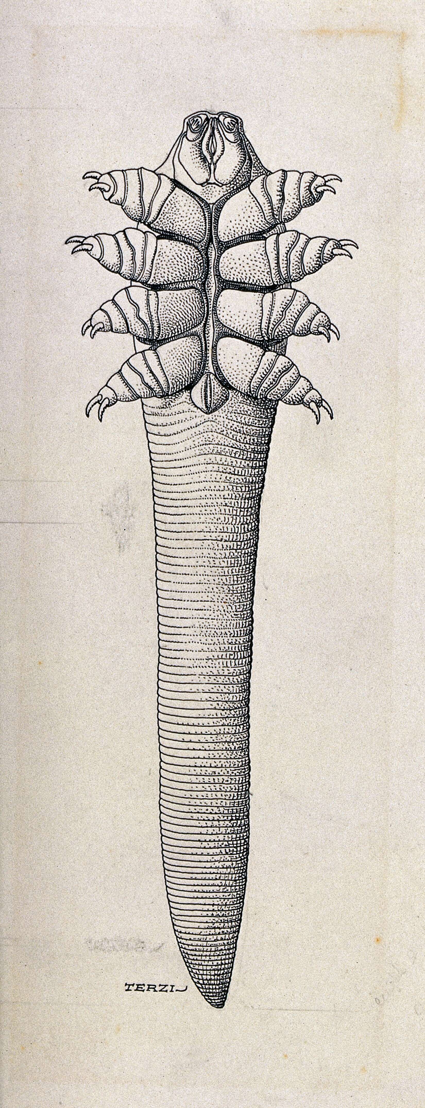 Imagem de Demodex folliculorum Simon 1842