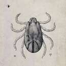 Image of Rhipicephalus annulatus (Say 1821)
