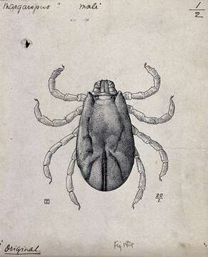 Imagem de Rhipicephalus annulatus (Say 1821)