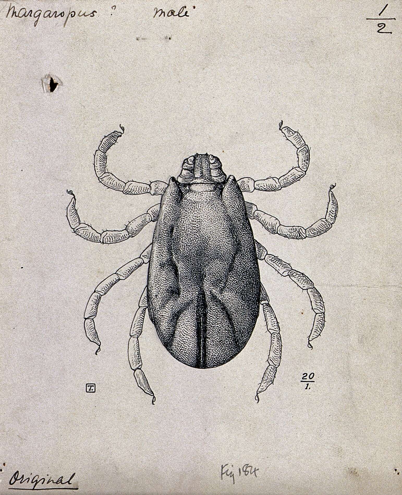 Sivun Rhipicephalus annulatus (Say 1821) kuva