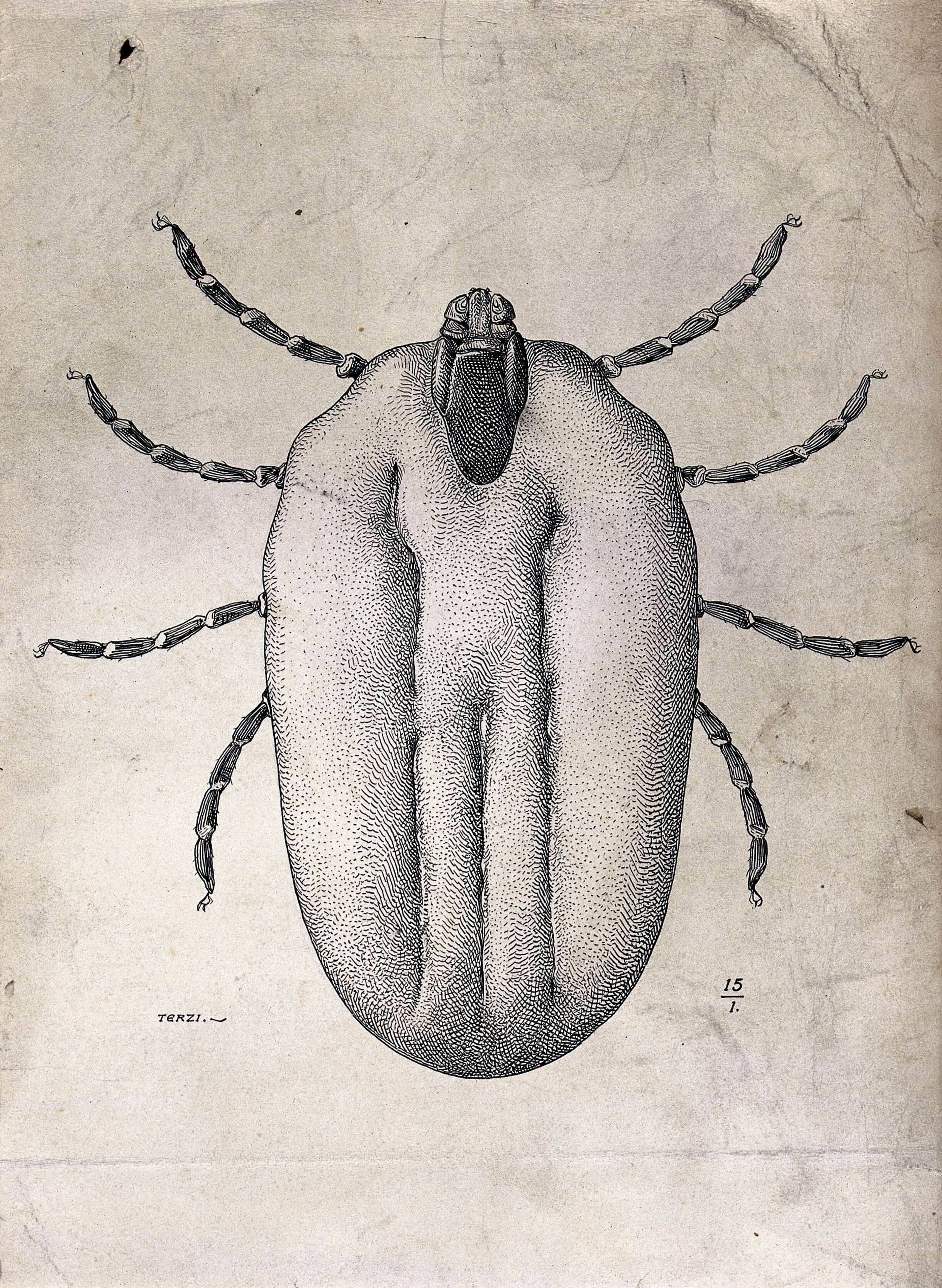 Sivun Rhipicephalus annulatus (Say 1821) kuva