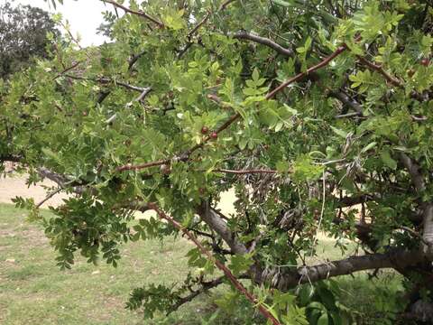 Image of Bursera glabrifolia (Kunth) Engl.