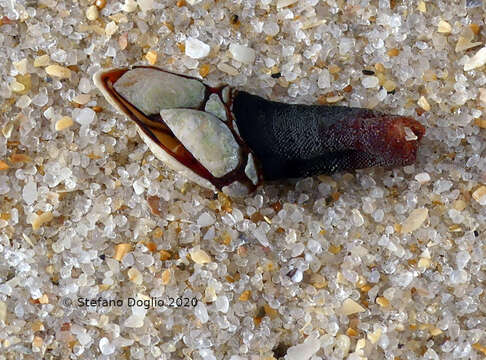 Image of goose neck barnacle