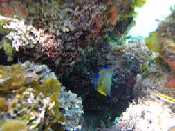 Image of Angelfish