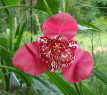 Image of Mexican Shellflower