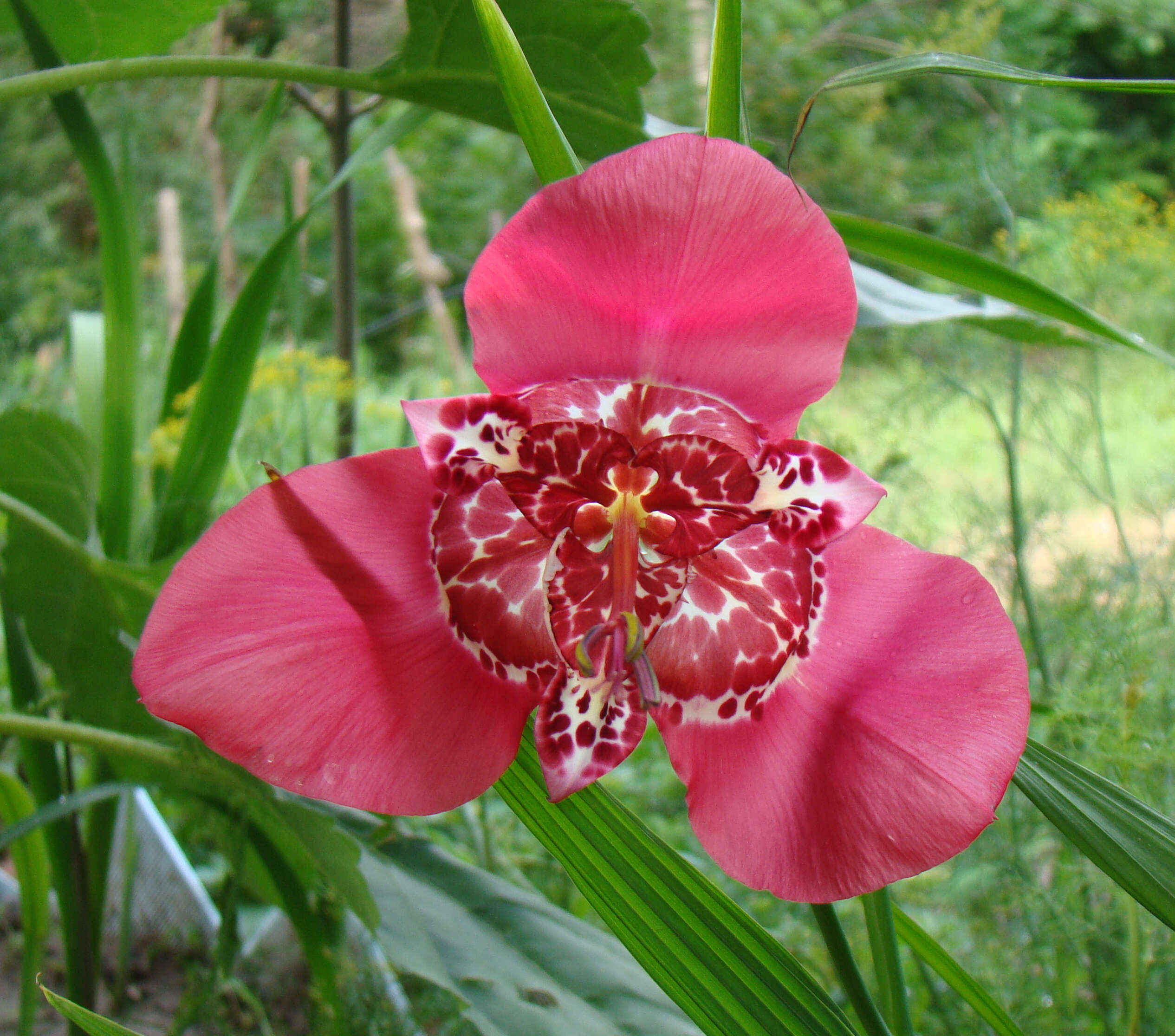 Image of Mexican Shellflower