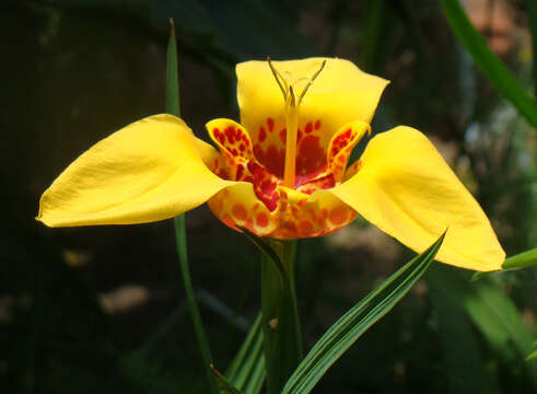 Слика од Tigridia pavonia (L. fil.) Redouté