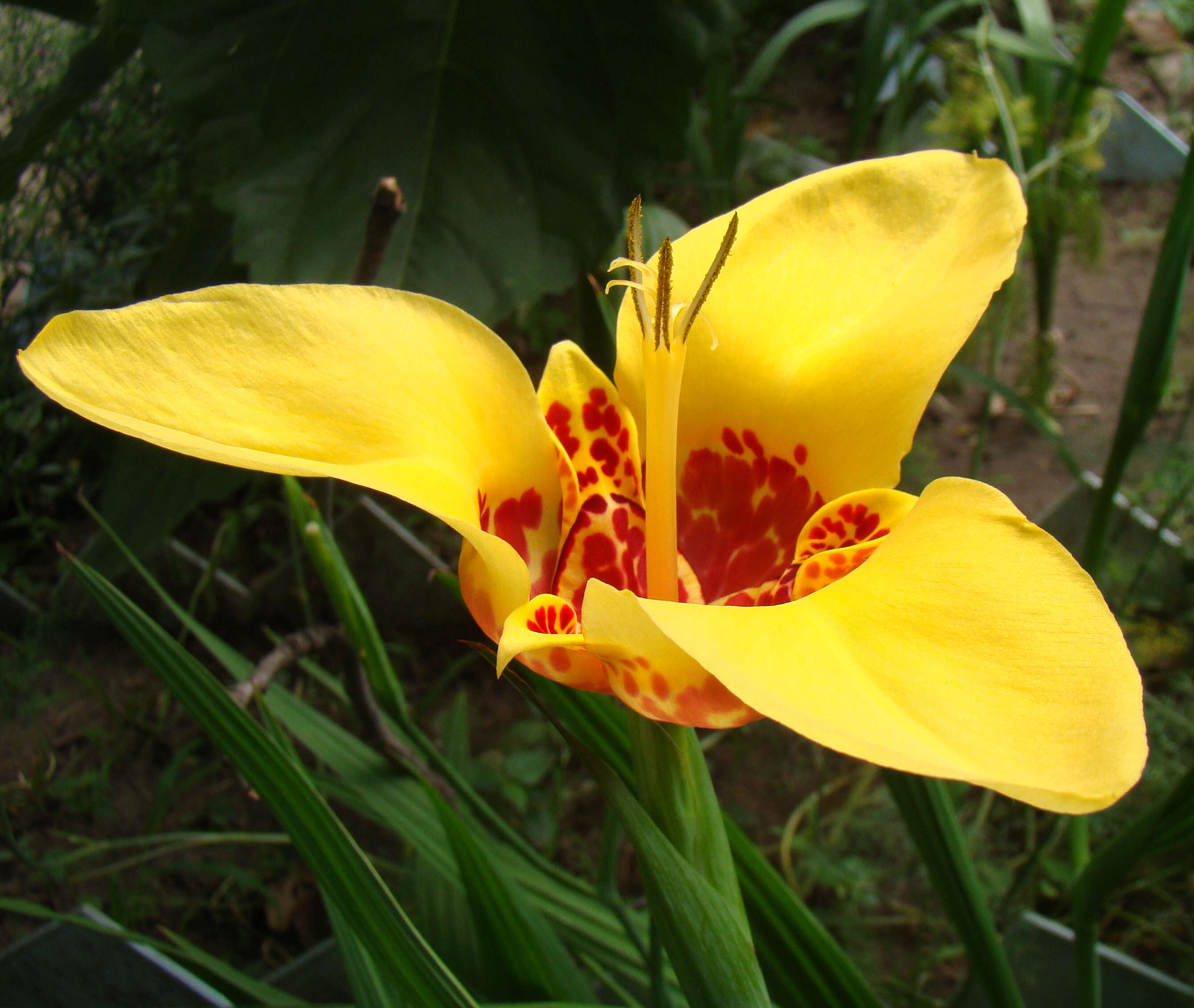 Image of Mexican Shellflower