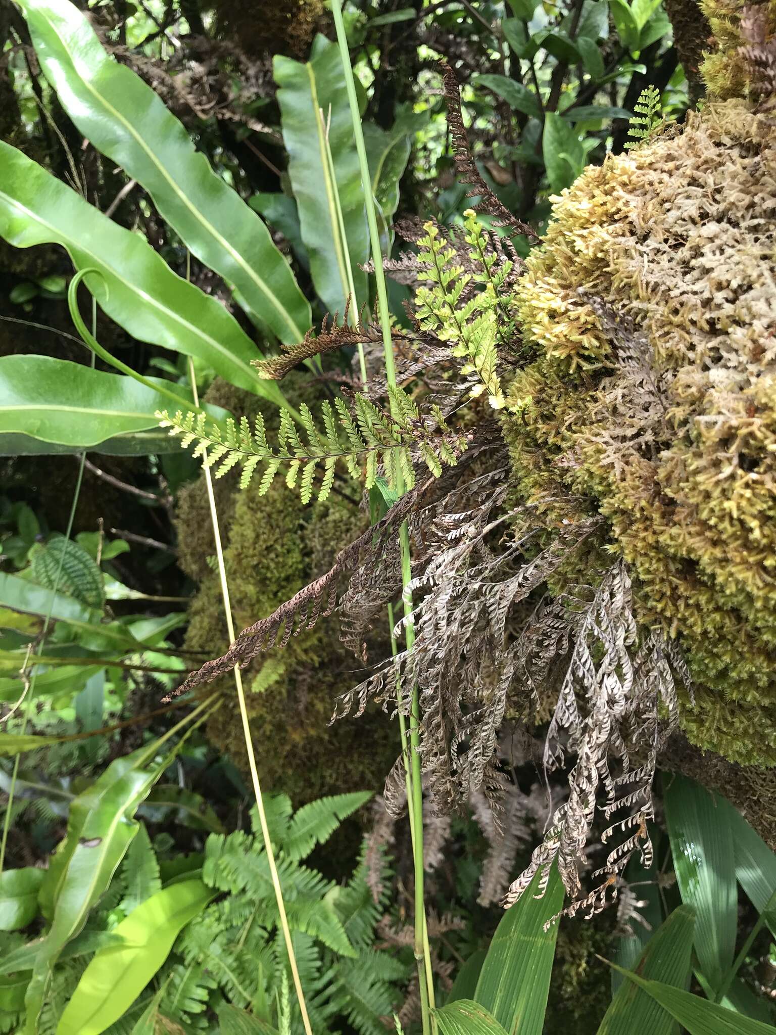 Image of wahini noho mauna