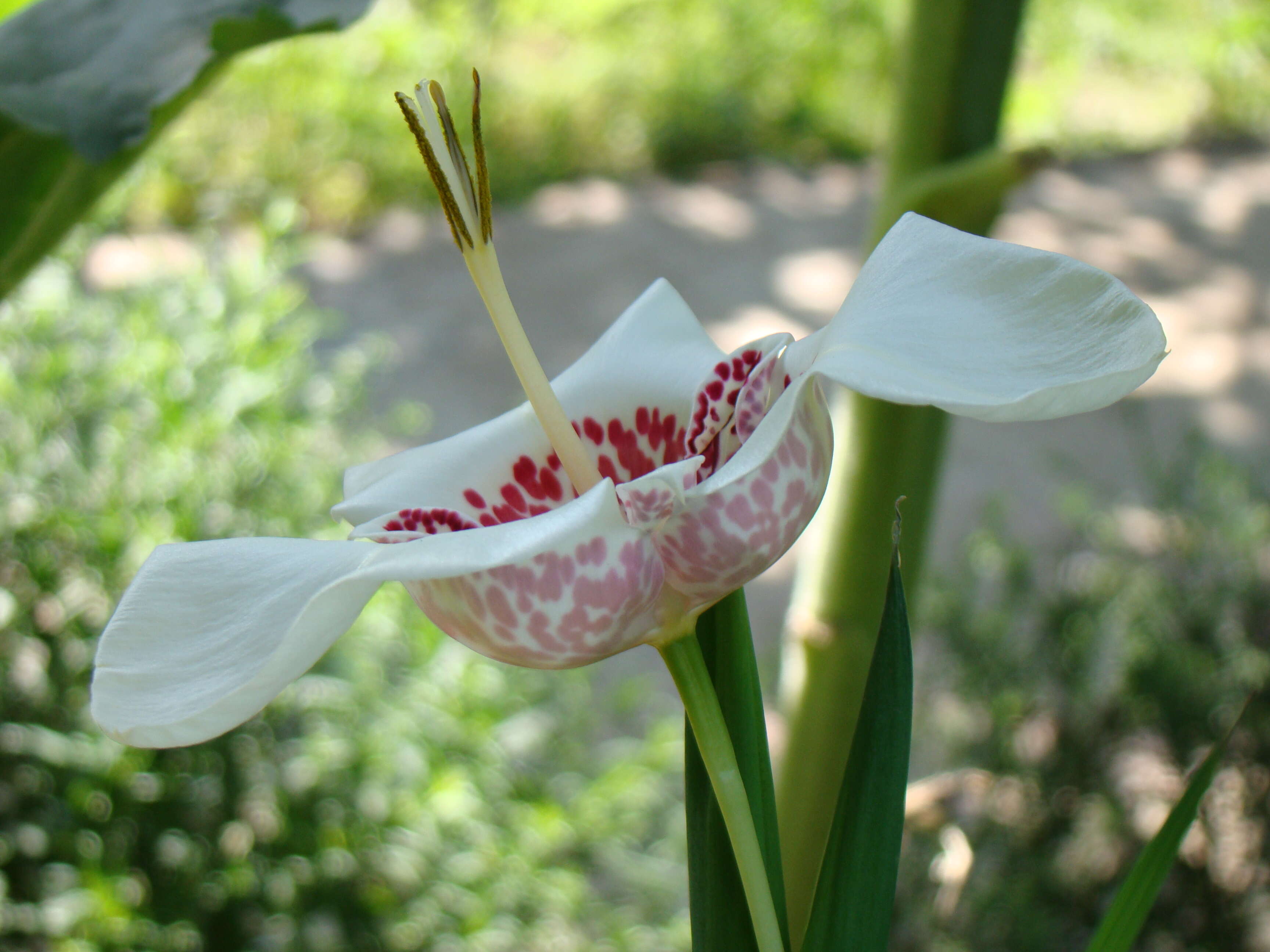 Image of Mexican Shellflower