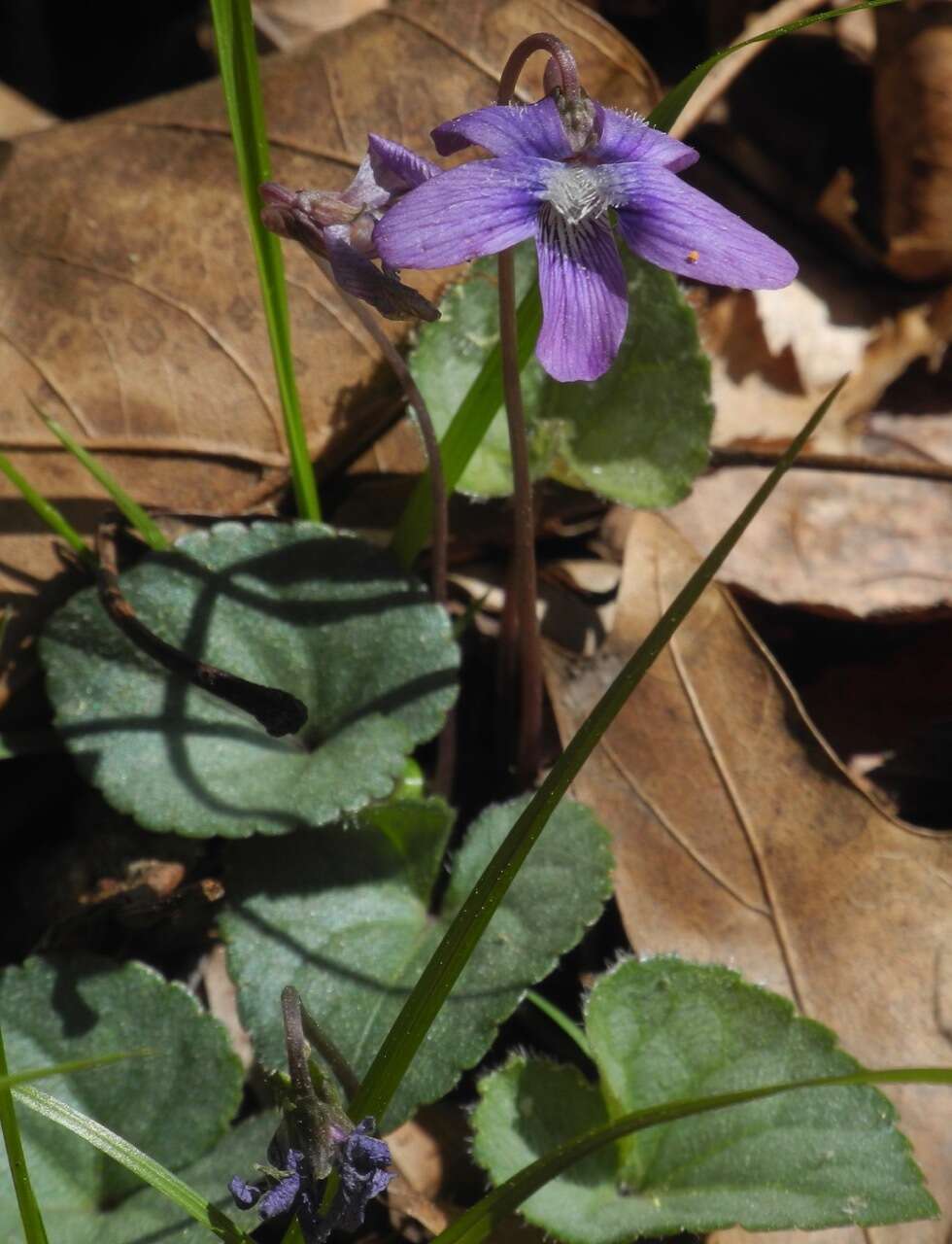 Viola hirsutula Brainerd的圖片