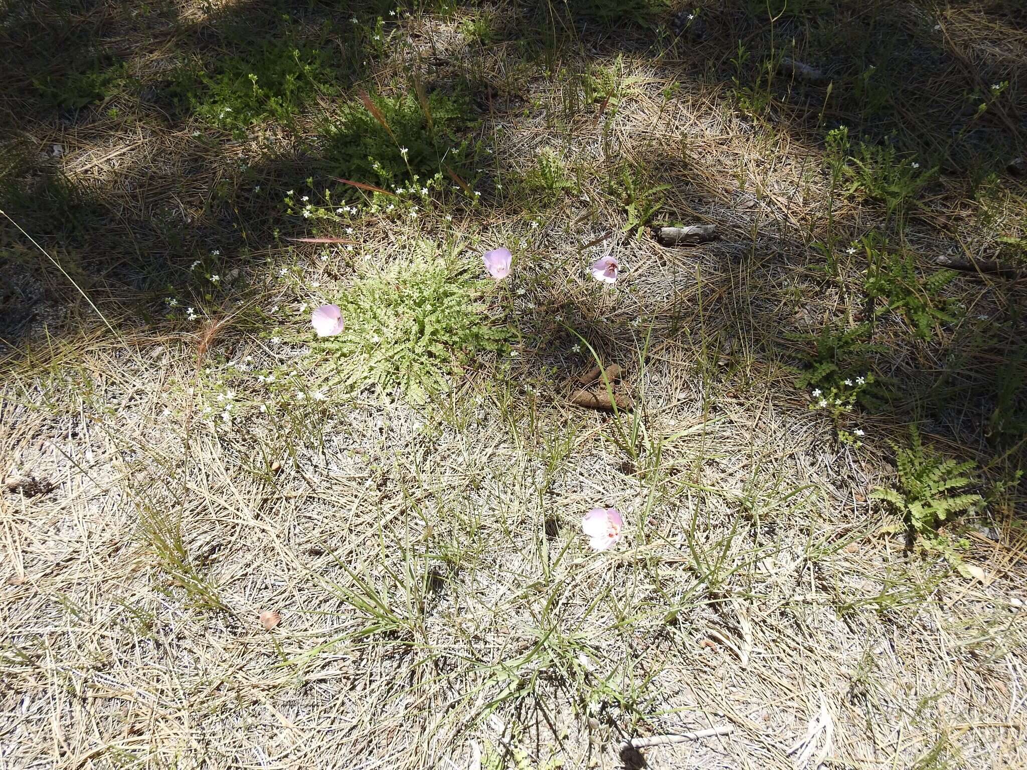 Image of Munz's mariposa lily