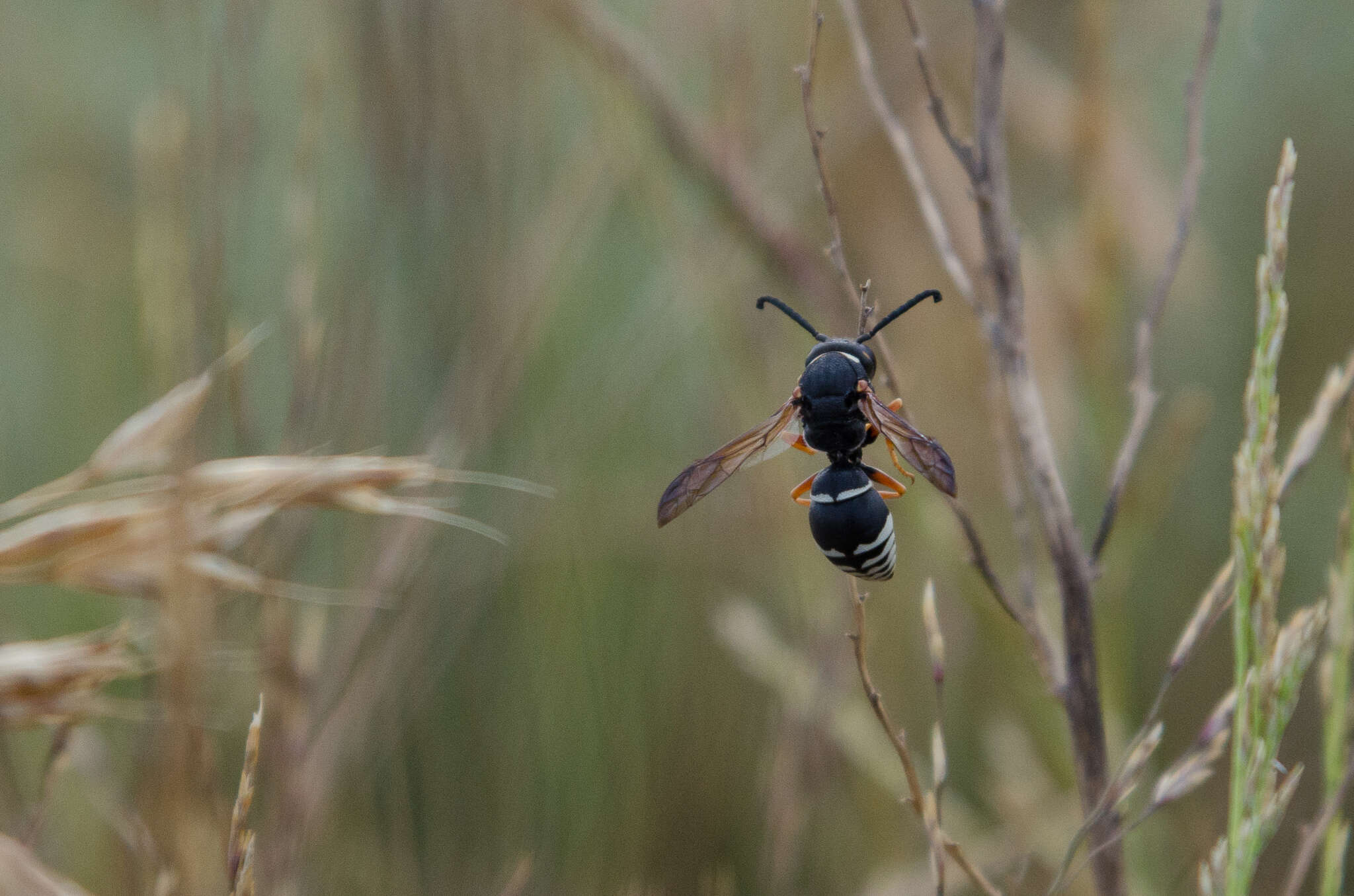 Sivun Tropidodynerus interruptus (Brulle 1832) kuva