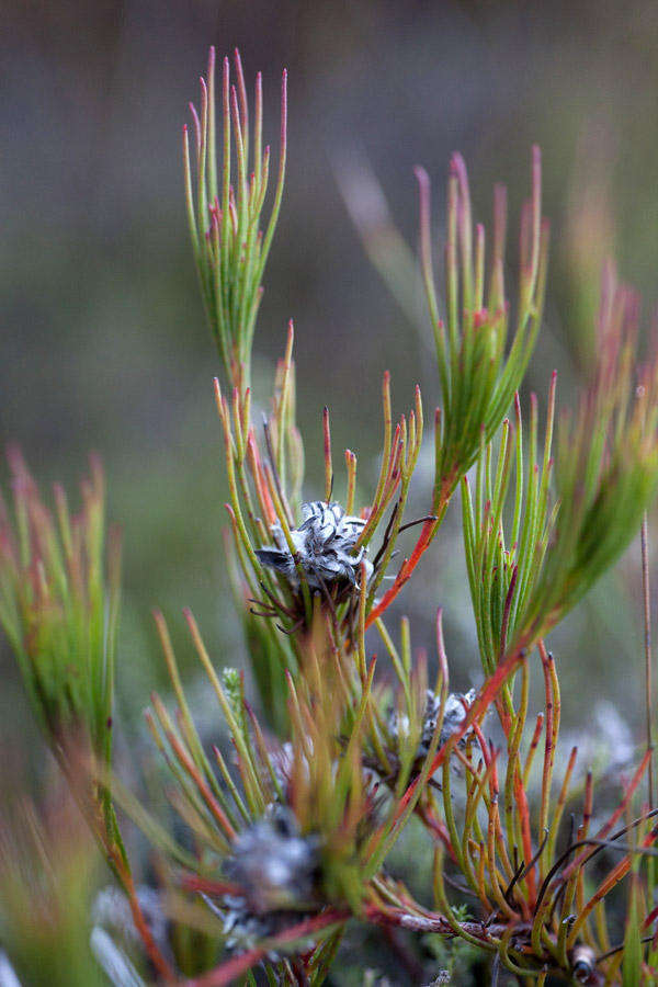 Imagem de Serruria deluvialis J. P. Rourke