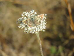 Image of oberthürs grizzled skipper