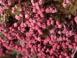 صورة Cribraria purpurea Schrad. 1797