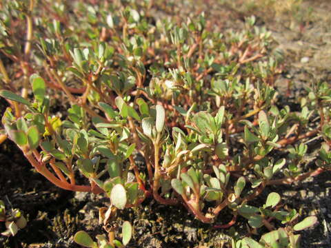 Image of common purslane