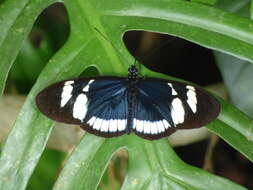 Image of Heliconius cydno cydnides Staudinger (1885)