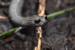 Image of Inyo Mountains Salamander