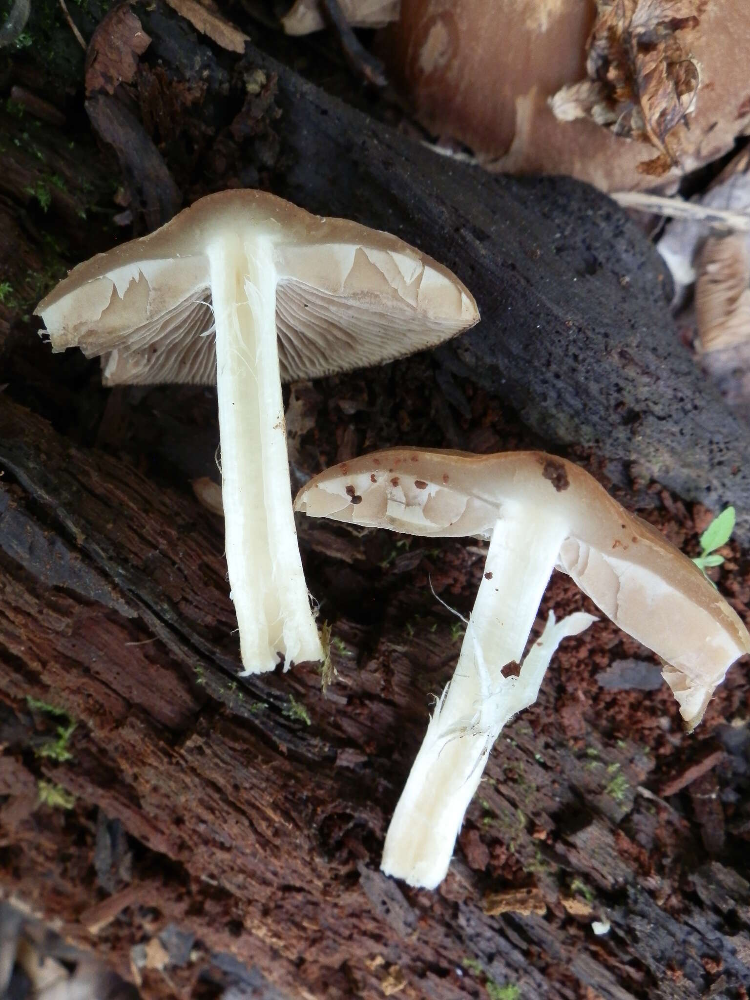 Image of Psathyrella spadiceogrisea (Schaeff.) Maire 1937