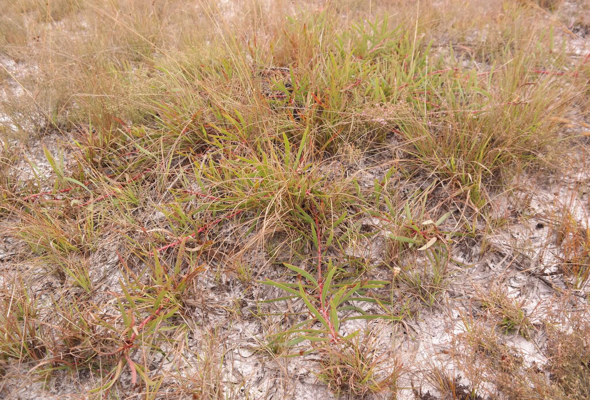 Image of Protea enervis Wild