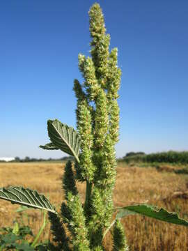 Image of redroot amaranth