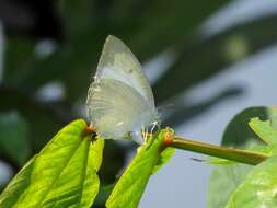 Image of Catopsilia pyranthe (Linnaeus 1758)