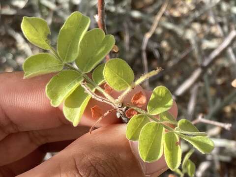 Image of <i>Cyrtocarpa <i>edulis</i></i> var. edulis