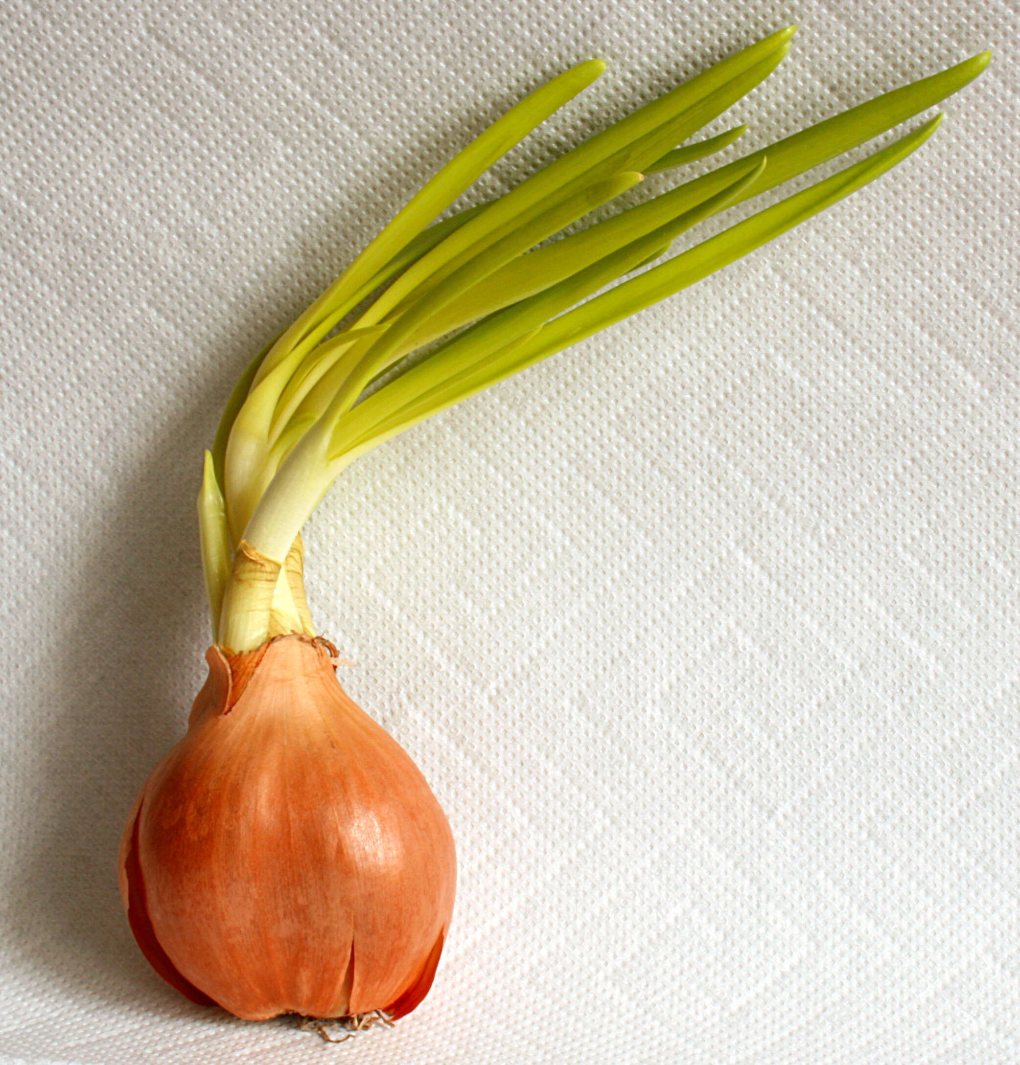 Image of garden onion