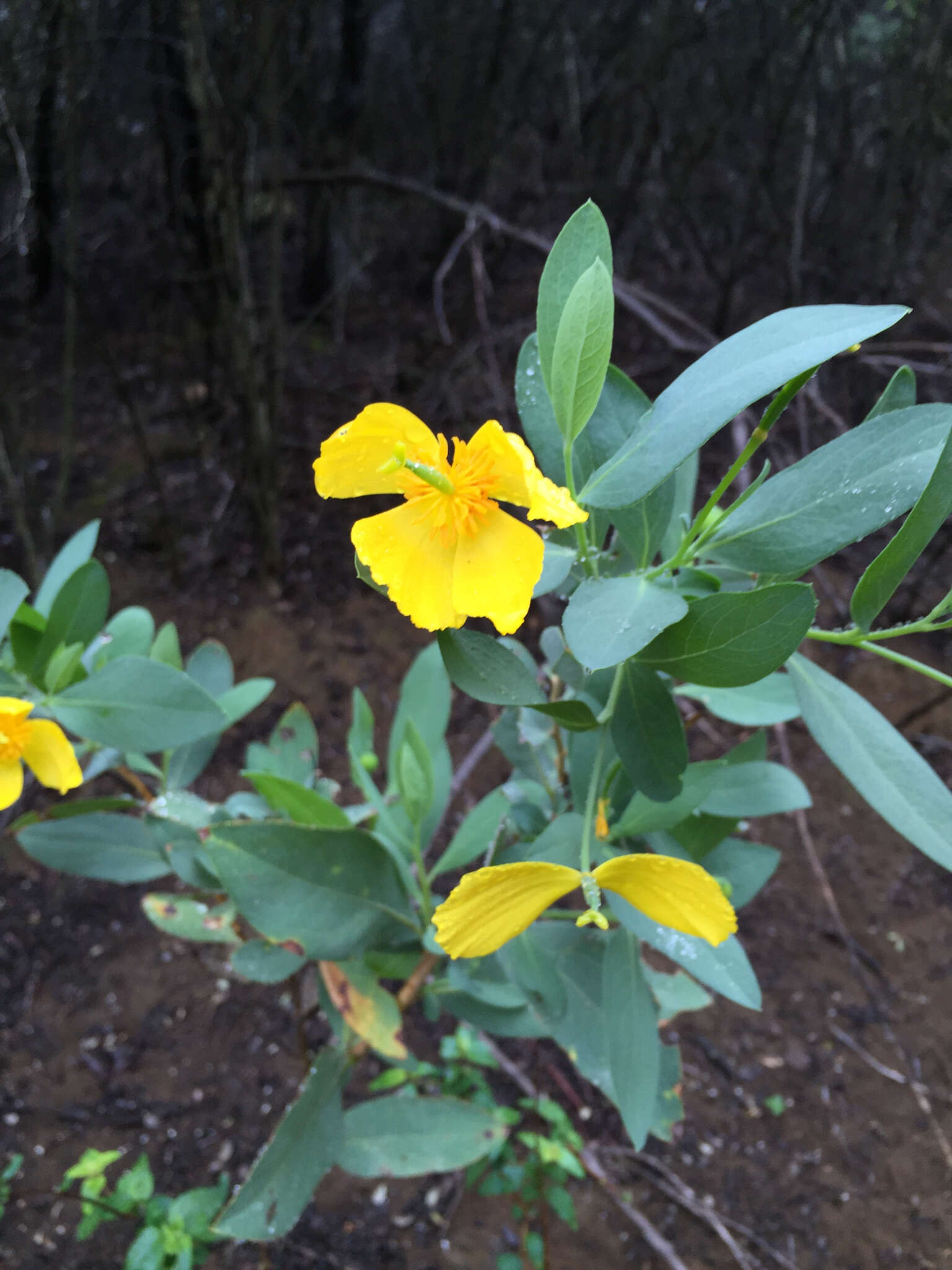 Image of tree poppy