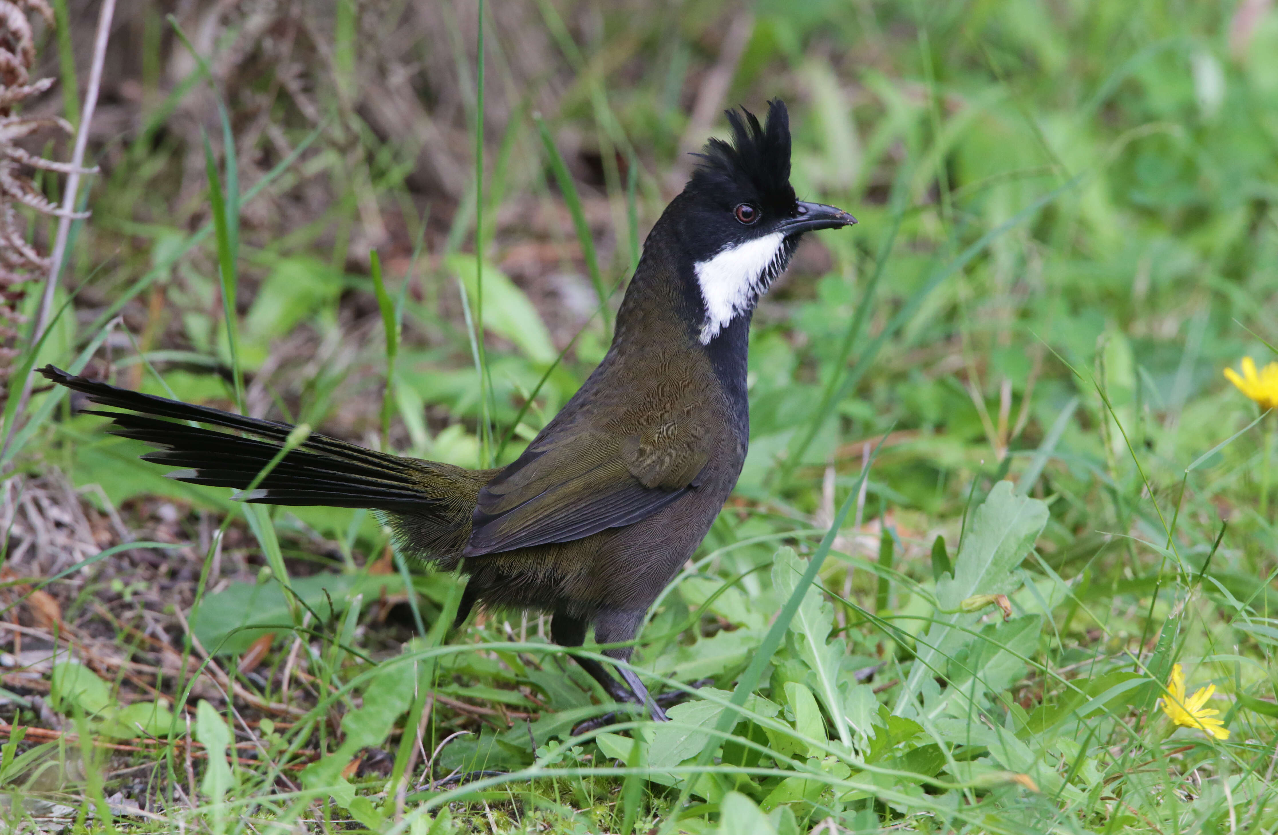 Image of Eastern Whipbird