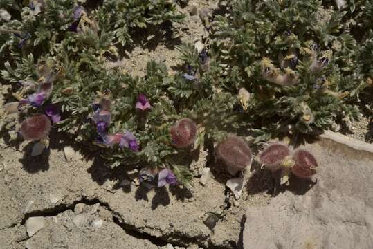 Plancia ëd Oxytropis oreophila var. juniperina S. L. Welsh