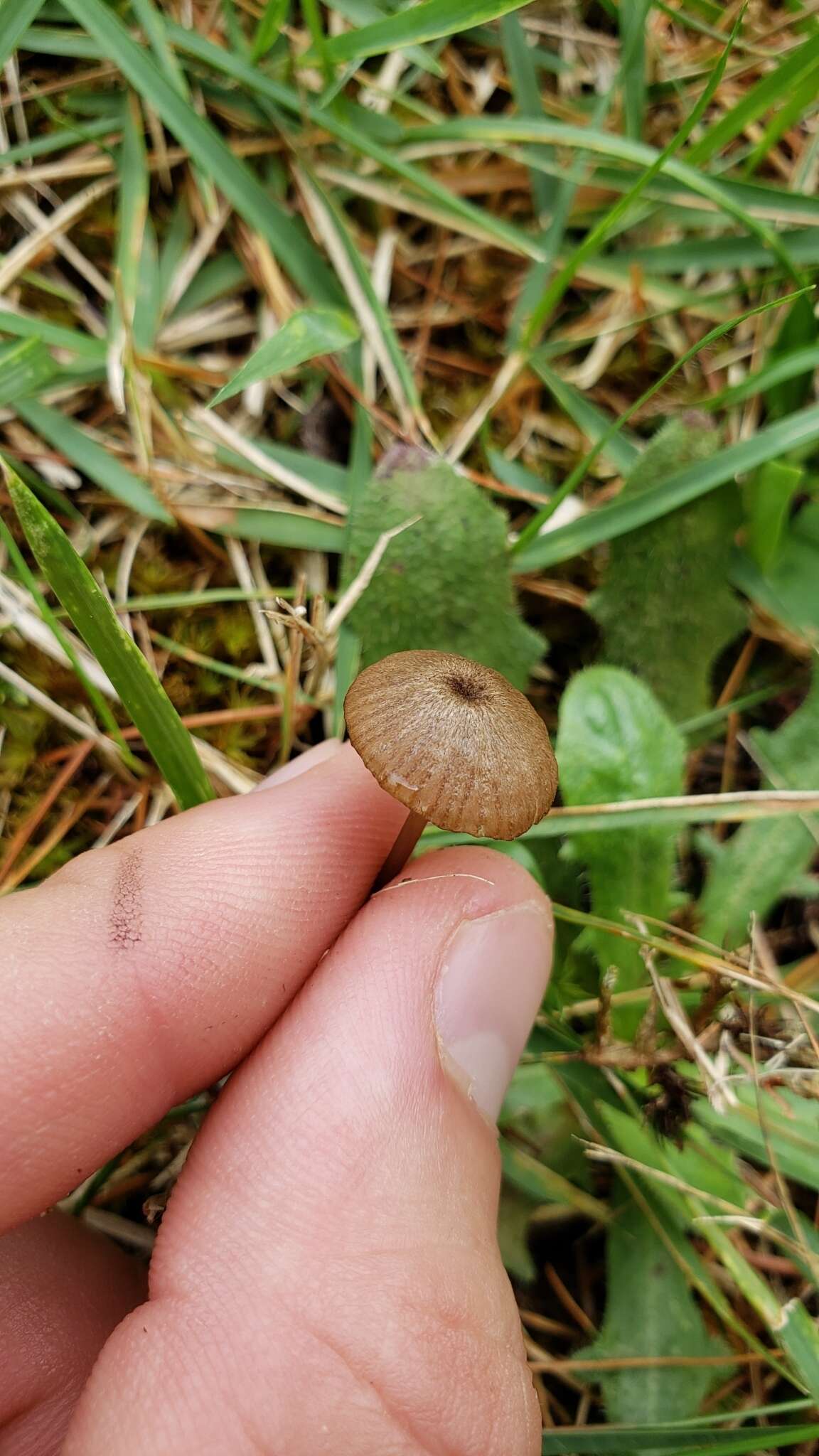 Image of Entoloma cuboideum Hesler 1967