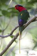 Image of Papuan Lorikeet