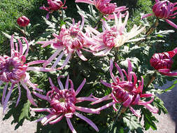 Image of florist's daisy