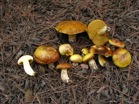 Plancia ëd Suillus mediterraneensis (Jacquet. & J. Blum) Redeuilh 1992