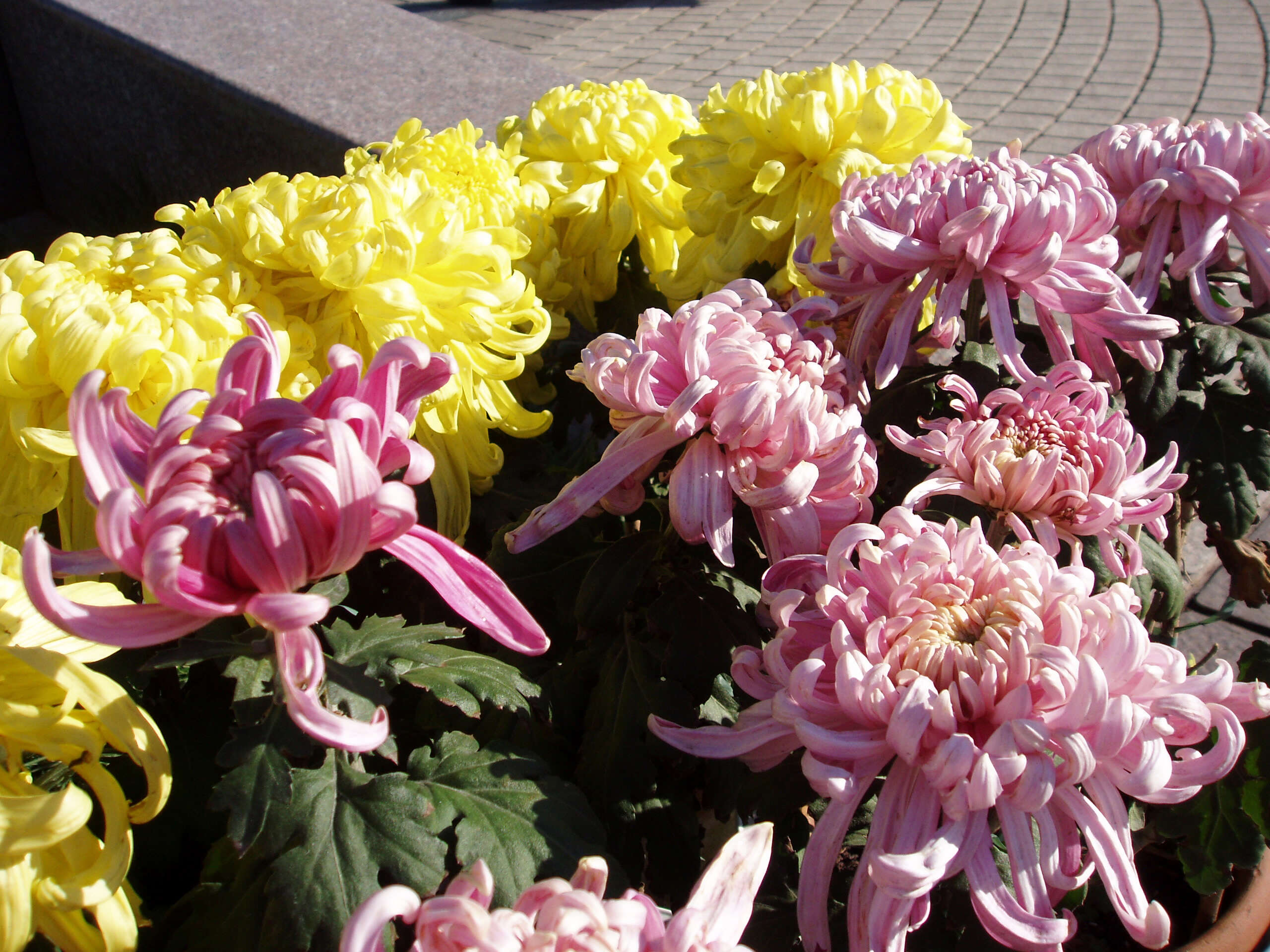 Image of florist's daisy