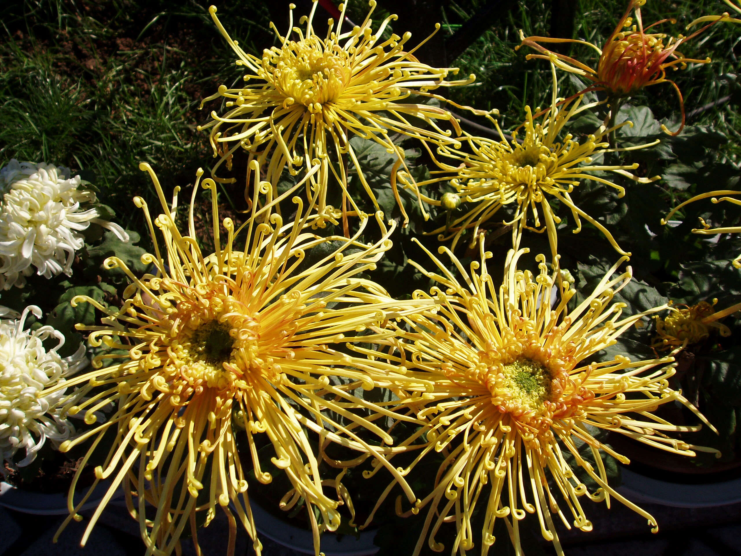 Image of florist's daisy