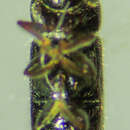 Image of Pityophthorus setosus Blackman 1928