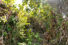 Image of Nepenthes viridis