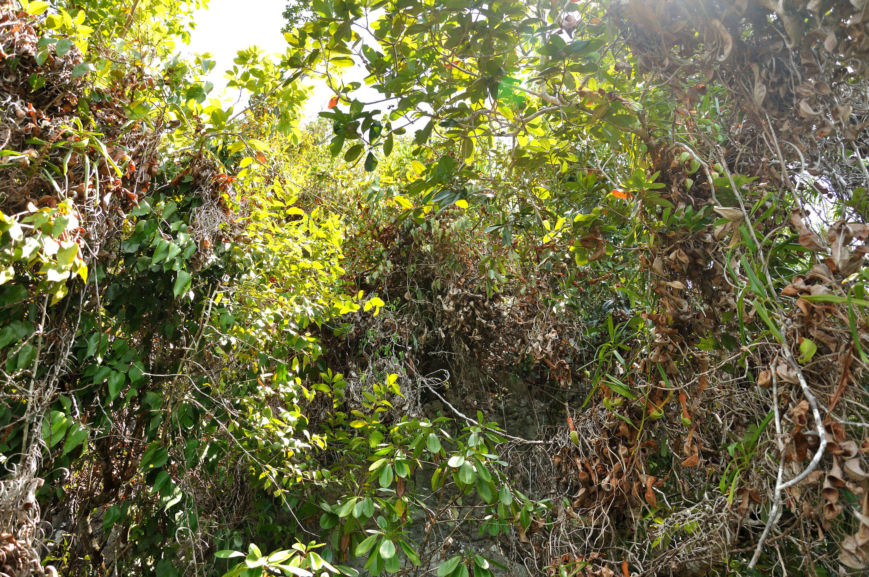 Image of Nepenthes viridis