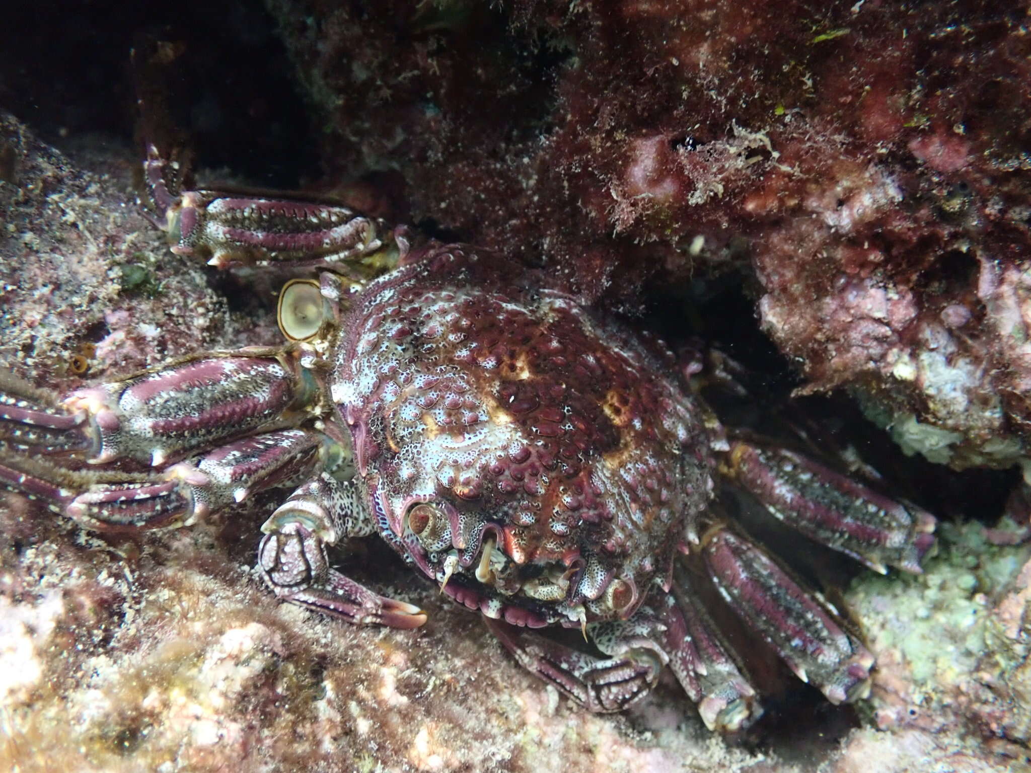 Image of scaly rock crab