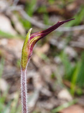 Image of Caladenia clavescens (D. L. Jones) G. N. Backh.