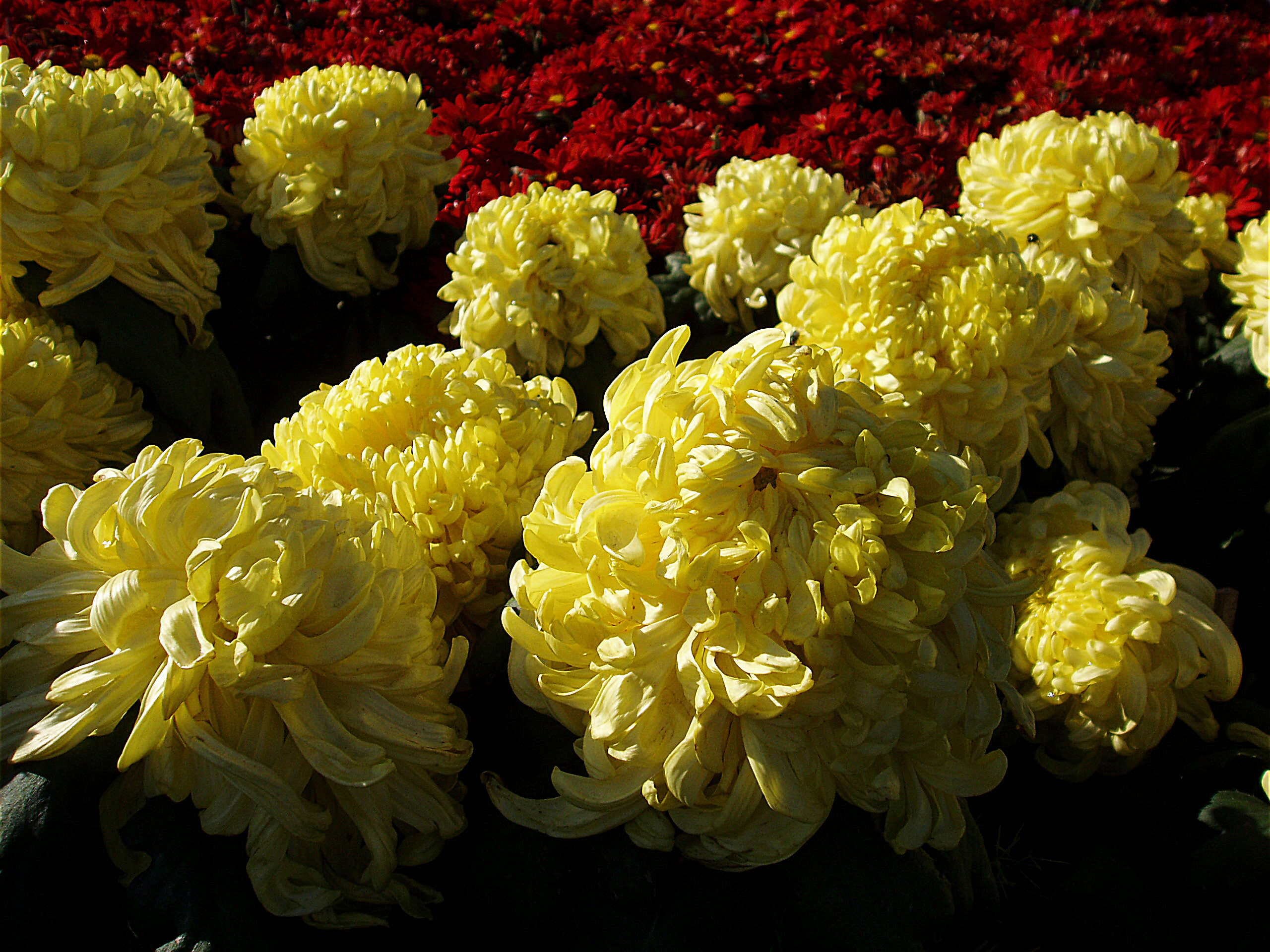 Sivun Chrysanthemum morifolium Ramat. kuva